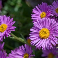 Aster